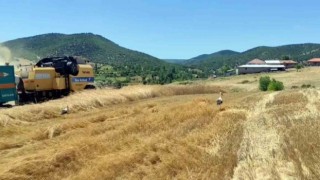 Yozgatta leylekler hasat edilen tarlalarda yiyecek arıyor