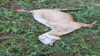 Yozgatta sürüye saldıran kurt 30 koyunu telef etti