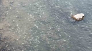 Yüksekovada sürü halinde balık ölümleri korkuttu