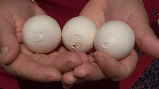 Yumurtanın üzerinde tavuğun sahibinin isim ve soy isminin baş harflerinin olduğu iddiası