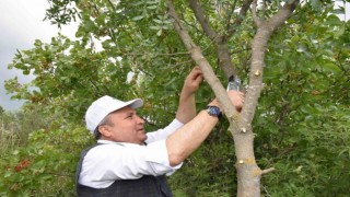 Yunusemre aşılamada hız kesmiyor
