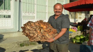 37 Kiloluk mantar buldu: Kilogramını 40 liraya satıyor