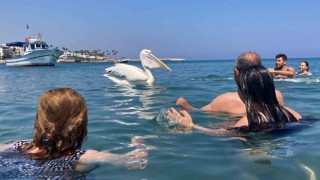 4 pelikan denizde tatilcilere eşlik etti, renkli görüntüler ortaya çıktı