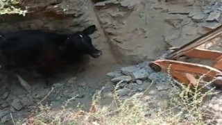 5 metrelik kuyuya düşen inek, kepçeyle kurtarıldı
