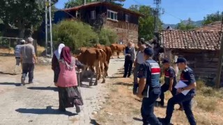 Ahırdaki inekleri çalan hırsızlar jandarmadan kaçamadı