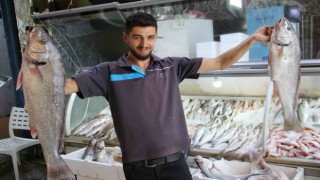 Akdenizde de sezonun açılmasıyla tezgahlar balıkla doldu