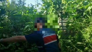 Aksaray jandarmadan kenevir operasyonu