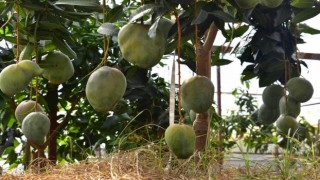 Alanyada avokado ve mango temalı tropik meyve festivali başlıyor