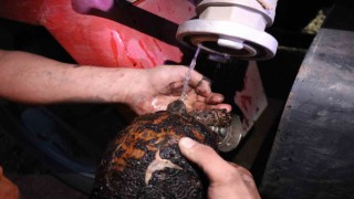 Alevler arasında yaşam savaşı: Yanan kaplumbağayı ekipler böyle kurtardı