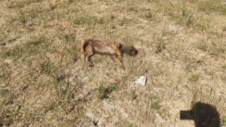 Alibey Barajındaki köpek ölülerini İSKİ temizlemeyince, Sultangazi Belediyesi topladı