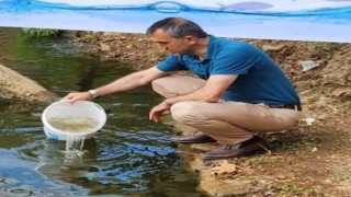 Amasyada üretilen yavru sazanlar Trabzonda göllere bırakıldı