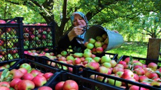 Amasyanın 2 bin yıllık sembolü misket elmasının hasadı başladı