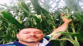 Ankarada inek tarafından tekmelenen adam öldü