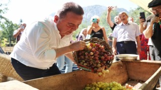 Antalya Gastronomi Festivalinin ikinci gününde mor üzüm hasadı
