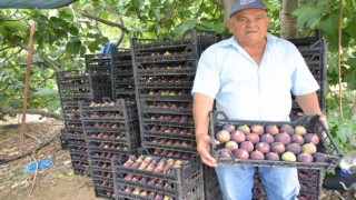 Antalyada 800 rakımlı köyde incir hasadı başladı