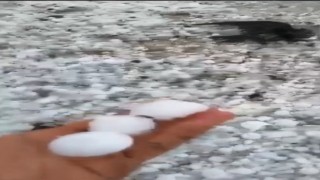 Arpaçayı dolu vurdu, çok sayıda kuş telef oldu
