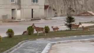 Artvinde dağ keçilerinin keyifli halleri görüntülendi