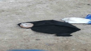 Asma sundurması içinde bonzai ticareti