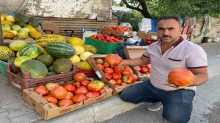 Ata tohumundan üretilen 1 kiloluk domates ele avuca sığmıyor