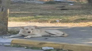 Avcılarda boğazı kesik köpek bulundu