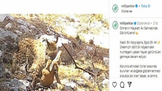 Avlanan Vaşak fotokapana takıldı