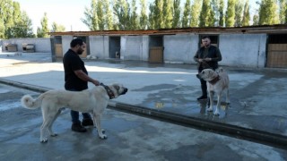 Avrupa ülkelerinden bile talep gören saf ırk köpekler, Erzincanda yetiştiriliyor