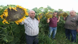 Ay çekirdeği çiftçinin yüzünü güldürecek