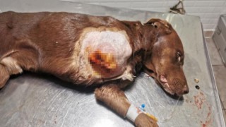 Ayağı kapana sıkışan köpek tedavi edildi