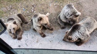 Ayı kendisine şeker vermek isteyen vatandaşa saldırdı