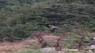Ayıların fındık keyfi kameraya yansıdı