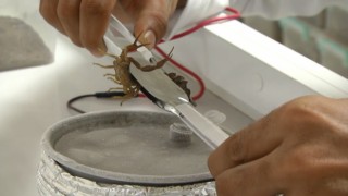 Babasının merakı akrep çiftliği kurdurdu