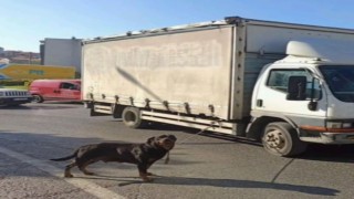 Bağcılarda köpeği kamyonete iple bağlayan sürücüye para cezası