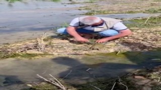 Balıkçı ağına takılan Fırat kaplumbağası kurtarıldı