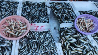 Balıkçı tezgâhları hamsi ile bereketlendi, palamut kayıplarda