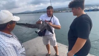 Balıkçıların oltasına bu kez balık değil martı takıldı