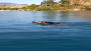 Baraj gölünde yüzen yaban domuzlarını gören vatandaşlar şaşkına döndü