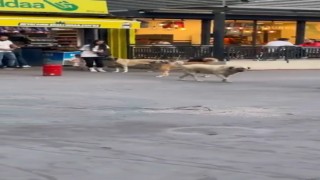 Başıboş sokak köpekleri, küçük çocuğu olan bir kadının etrafını çevirdi