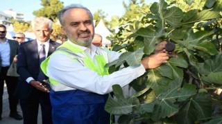 Başkan Aktaş siyah incir hasadına katıldı