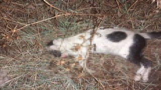 Bigada kedi ve köpeklerin zehirlendiği iddiası