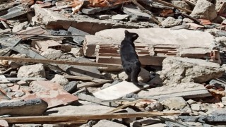Bina enkazında mahsur kalan yavru kediyi itfaiye kurtardı