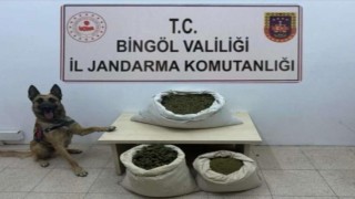Bingölde 6 arazide uyuşturucu madde ele geçirildi