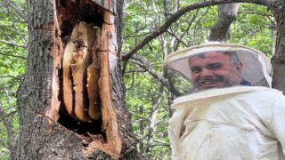 Bingölde Bal avcıları arı takibi yaparak doğal bala ulaşıyor