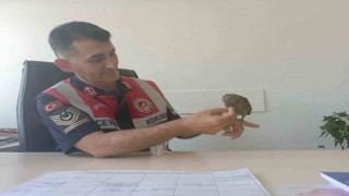 Bingölde bitkin halde bulunan kukumav kuşu tedavisinin ardından doğaya salındı