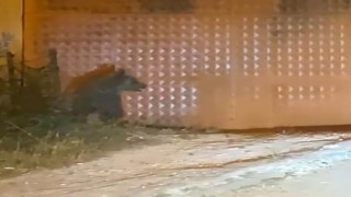 Boluda aç kalan ayı evlerin yakınlarına indi
