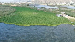 "Balık katili" su sümbülleri Asi nehrini sardı