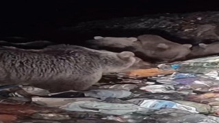 Boz ayılar kış uykusu öncesi besin depoluyor