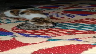 Bu da et değil, çekirdek yiyen kedi