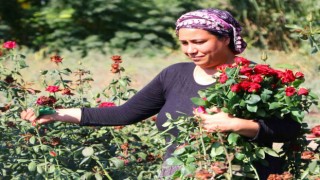 İşsiz kadınlar ve gençlerin çalıştığı sera ilk hasadını verdi