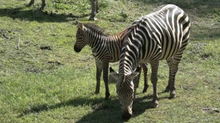 Bursa Hayvanat Bahçesinin zebra ailesine 3 yeni üye