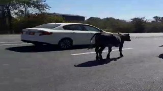 Büyükbaş hayvanlar sürücülere zor anlar yaşattı